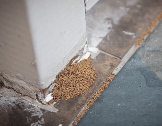 Termite activity at the base of a home wall highlighting termite risk in Kings Forest NSW