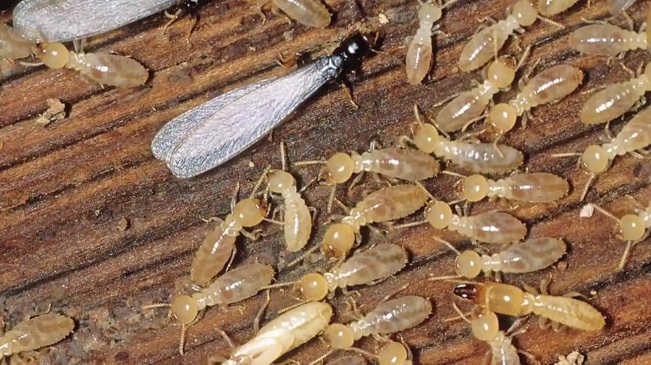 Live termites feeding inside timber, showing active termite infestation commonly found in Kingscliff homes